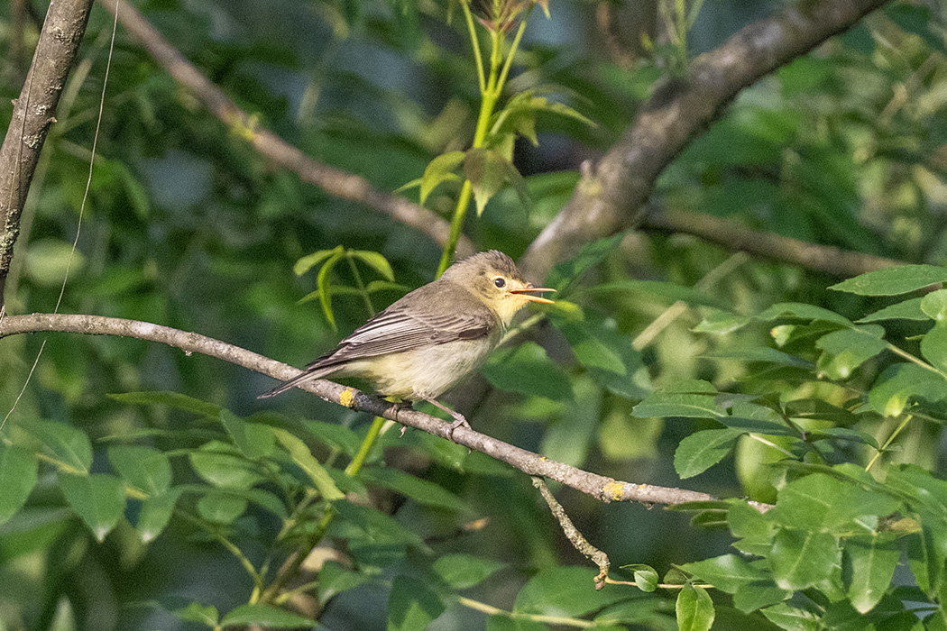 Icterine Warbler